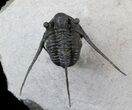 Well Preserved Cyphaspis Eberhardiei Trilobite - #36414-1